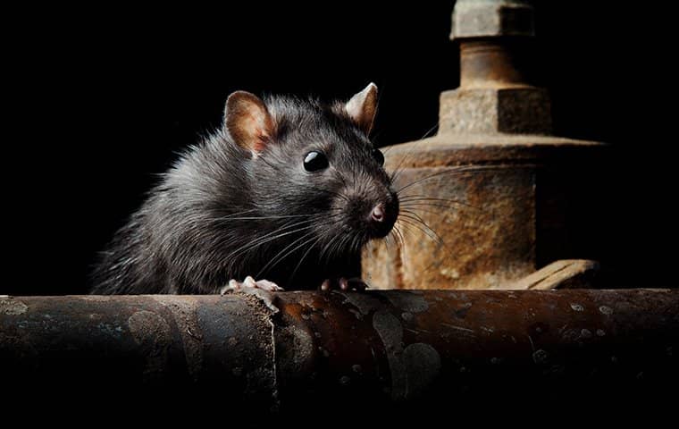 Say Goodbye To Rats: Tips For Effective Rat Control For Chicago Homeowners