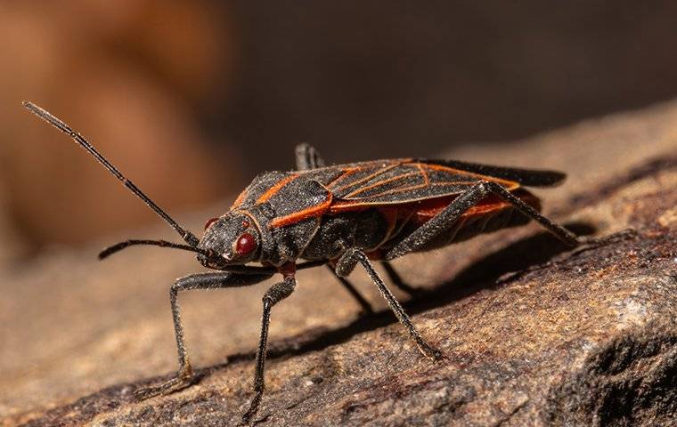 How to Keep Boxelder Bugs Out of Your Home